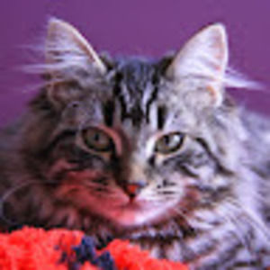 Meet your Posher, Natasha